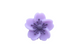 Fleur de cerisier - Perle en silicone
